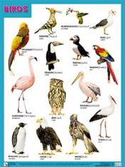 обложка Плакаты (англ). BIRDS (Птицы) от интернет-магазина Книгамир