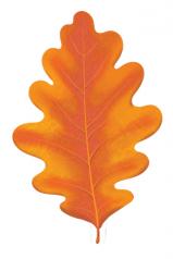 обложка М-16095 Вырубная фигурка. Листочки. Дуб оранжевый (двухстороняя, ВД-лак) - тема Деревья от интернет-магазина Книгамир