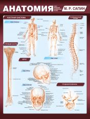 обложка Анатомия. Самая компактная анатомическая таблица от интернет-магазина Книгамир