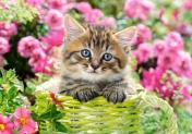 обложка Castorland. Пазл 500 арт.B-52974 "Котёнок в цветочном саду" от интернет-магазина Книгамир