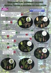 обложка Наглядный определитель деревьев средней полосы России в весенне-летний сезон от интернет-магазина Книгамир