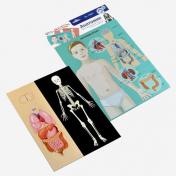 обложка Игра магнитная развивающая. Магнитные истории "Анатомия" (европодвес, 3х10шт) от интернет-магазина Книгамир