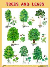обложка Плакаты (англ). Trees and Leafs (Деревья и листья) от интернет-магазина Книгамир