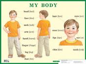 обложка Строение тела человека. My body. Наглядное пособие по английскому языку для начальной школы от интернет-магазина Книгамир