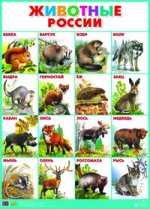 обложка Плакат "Животные России" (555х774) от интернет-магазина Книгамир