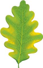 обложка М- 15373 (13675) Вырубная фигурка. Листочек дубовый осенний зелено-желтый. Двухсторонняя (УФ-лак) - тема Деревья от интернет-магазина Книгамир