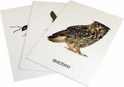обложка Животные. 40 дидактических карточек от интернет-магазина Книгамир