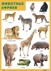 обложка Развивающие плакаты. Животные Африки от интернет-магазина Книгамир