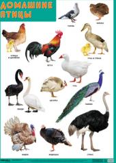 обложка Развивающие плакаты. Домашние птицы от интернет-магазина Книгамир