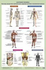 обложка Анатомия человека. Костная, мышечная, кровеносная системы и внутренние органы (в тубусе) от интернет-магазина Книгамир