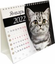 обложка Календарь-домик (евро) Кошки. 2022 год от интернет-магазина Книгамир