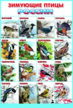 обложка Плакат "Зимующие птицы России" (550х770) от интернет-магазина Книгамир