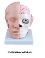 обложка Анатомия. Голова с мозгами арт.XC-318B от интернет-магазина Книгамир