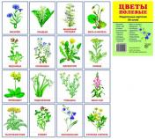 обложка Раздаточные карточки "Цветы полевые" (63х87мм) от интернет-магазина Книгамир