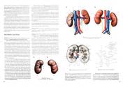 обложка Практикум по анатомии человека ч2 от интернет-магазина Книгамир