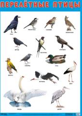 обложка Развивающие плакаты. Перелетные птицы от интернет-магазина Книгамир