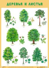 обложка Развивающие плакаты. Деревья и листья от интернет-магазина Книгамир