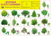 обложка Демонстрационный плакат "Деревья и кустарники" от интернет-магазина Книгамир
