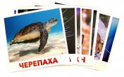 обложка Набор карточек "Водные жители" (20 карточек) от интернет-магазина Книгамир