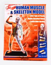 обложка Набор "Анатомия человека" 30 дет (мышцы и части тела) арт.3102 от интернет-магазина Книгамир