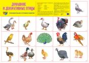 обложка Плакат А2. Домашние  и декоративные птицы. от интернет-магазина Книгамир