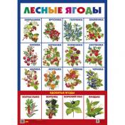 обложка Плакат "Лесные ягоды" (550х770) от интернет-магазина Книгамир