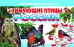 обложка Обучающие карточки. Зимующие птицы России. 3+. от интернет-магазина Книгамир