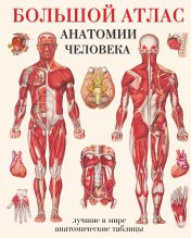 обложка Большой атлас анатомии человека от интернет-магазина Книгамир