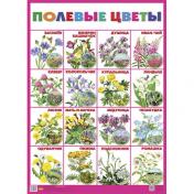 обложка Плакат "Полевые цветы" (550х770) от интернет-магазина Книгамир