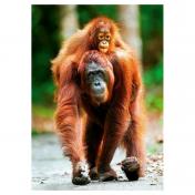 обложка Trefl. Пазл 1000 арт.10514 "Орангутан" сер."Nature" от интернет-магазина Книгамир