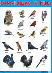 обложка Развивающие плакаты. Зимующие птицы от интернет-магазина Книгамир