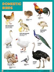 обложка Плакаты (англ). Domestic Birds (Домашние птицы) от интернет-магазина Книгамир