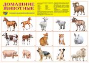 обложка Демонстрационный плакат "Домашние животные" от интернет-магазина Книгамир