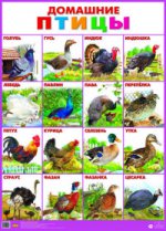 обложка Плакат "Домашние птицы" (555х774) от интернет-магазина Книгамир