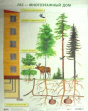 обложка Плакат. Лес — многоэтажный дом от интернет-магазина Книгамир