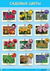 обложка Развивающие плакаты. Садовые цветы от интернет-магазина Книгамир